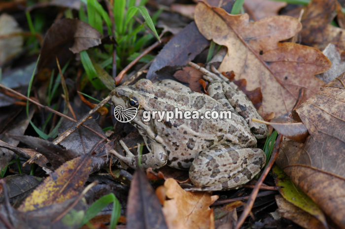 Grenouille rousse (Rana temporaria) - gryphea.com